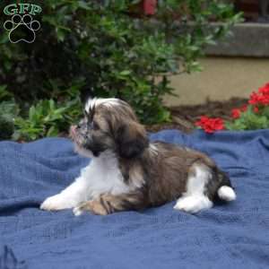 Blueberry, Shih Tzu Puppy
